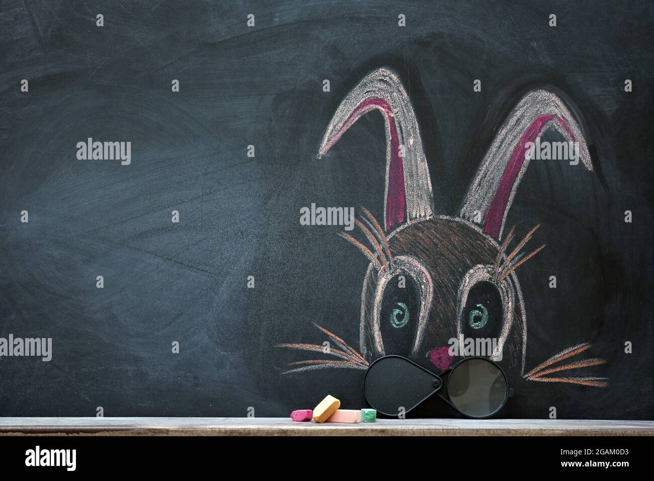 Concept of rabbit with magnifier and chalk on black background Stock ...