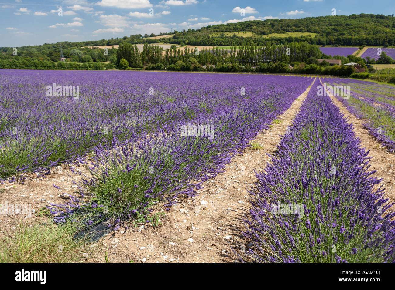 Castle Farm Lavender fields in Kent, UK. Stock Photo
