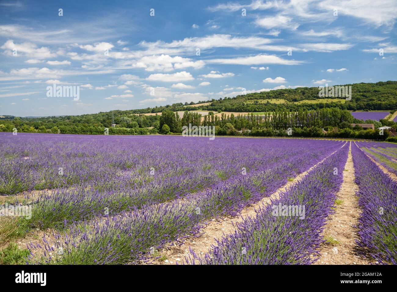 Castle Farm Lavender fields in Kent, UK. Stock Photo