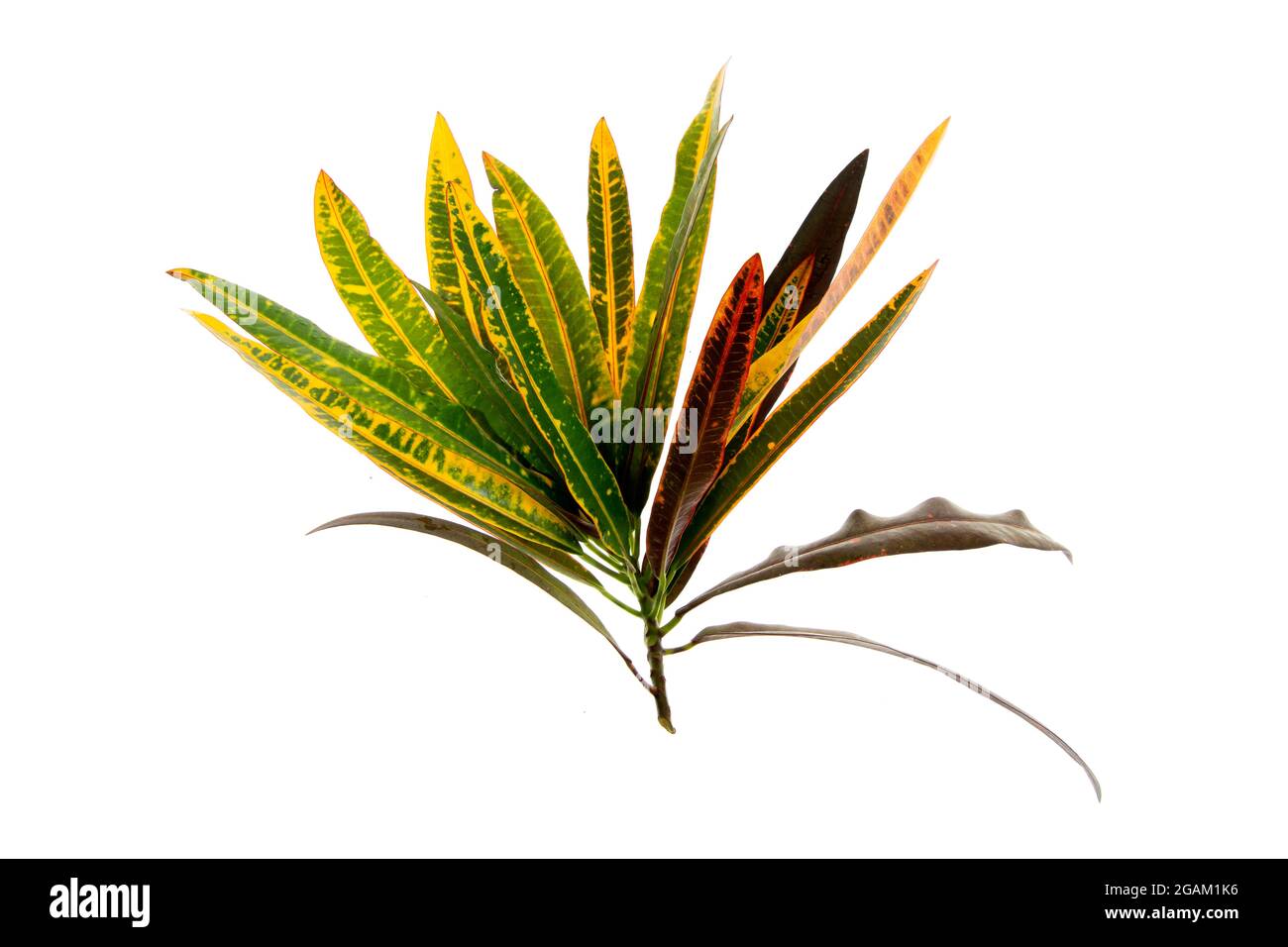 Tropical leaves foliage plant bush floral arrangement nature backdrop