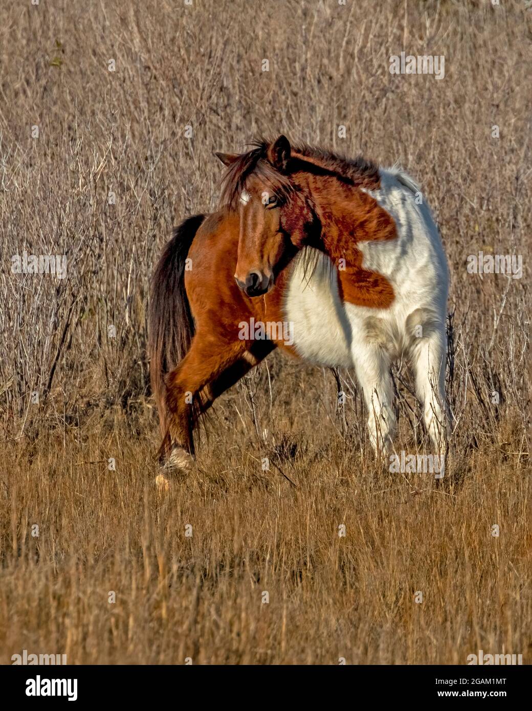 Wild Pony standing along the Life of the Marsh Nature Trail, Assateague Island National Seashore, Maryland. Stock Photo