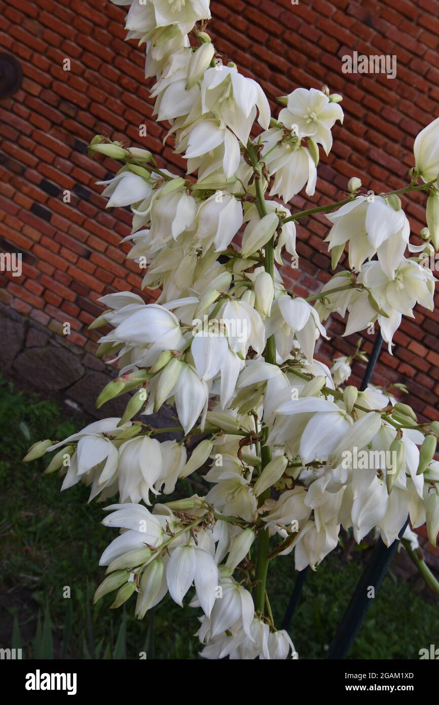 Yuccapalme im Garten Stock Photo