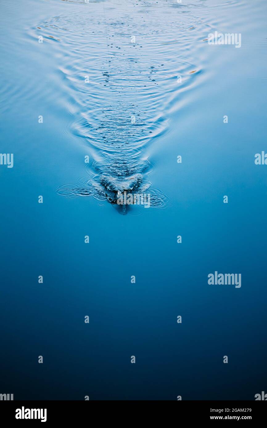Splash water on blue surface of river Stock Photo - Alamy