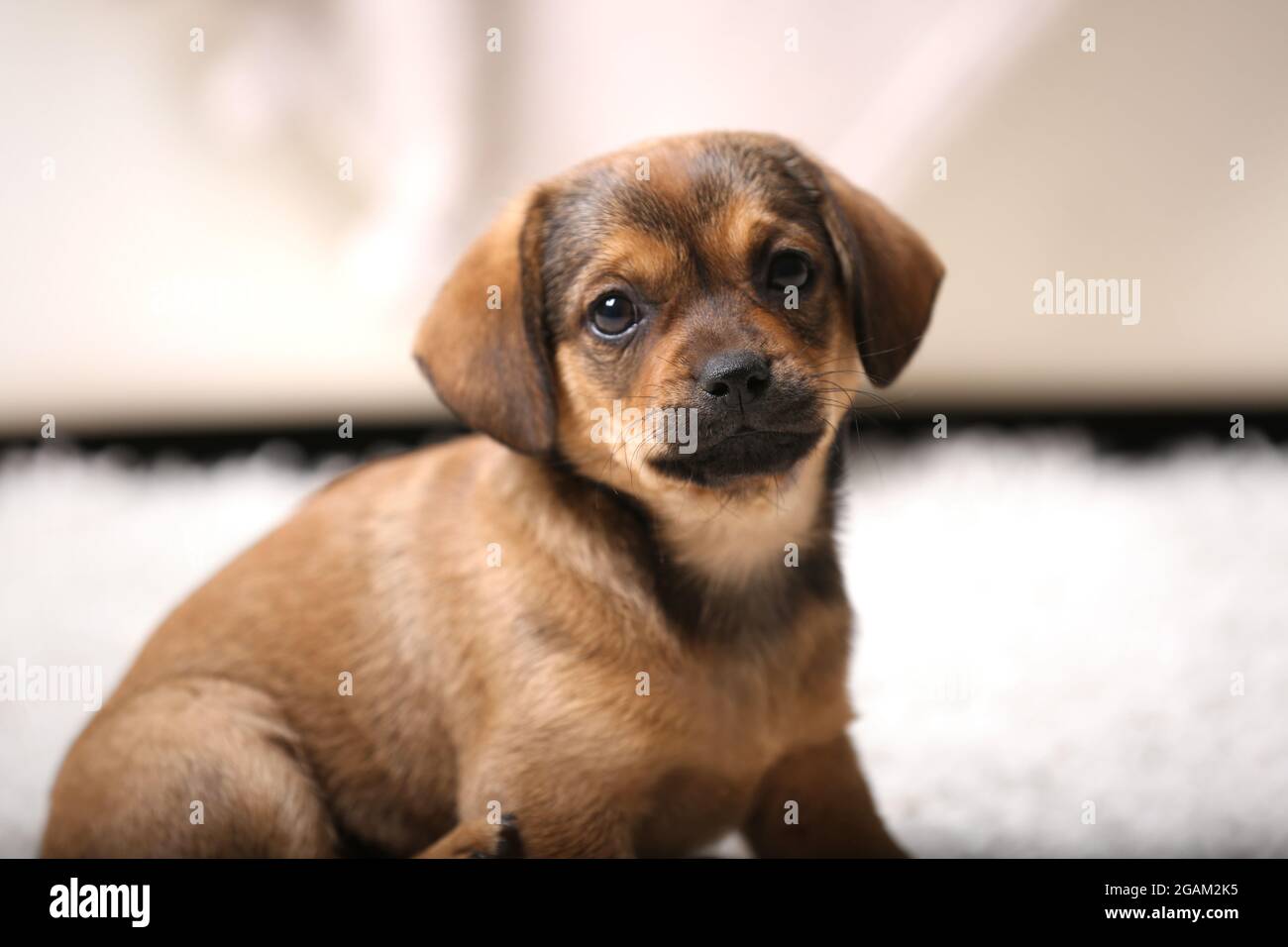 Cute puppy on carpet at home Stock Photo - Alamy