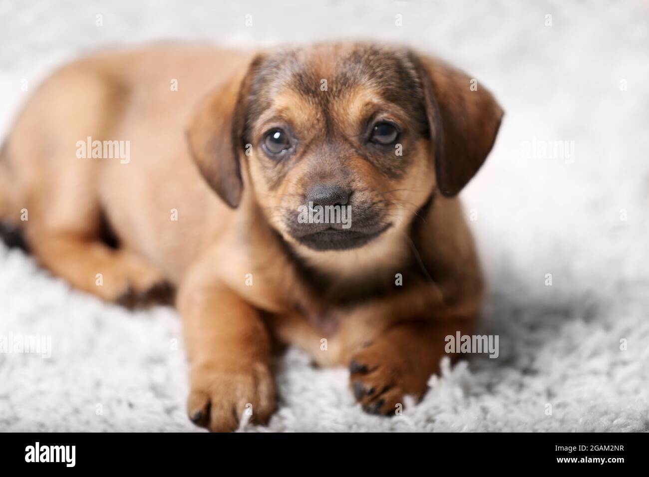 Cute puppy on carpet at home Stock Photo - Alamy
