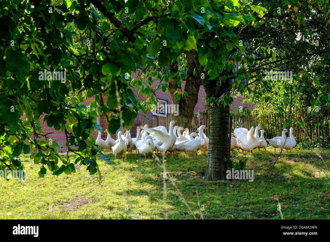 26.07.2021, Essen, Ruhrgebiet, Nordrhein-Westfalen, Deutschland - Gaense unter einem Baum auf einer Wiese eines Bauernhofes im Essener Sueden Stock Photo