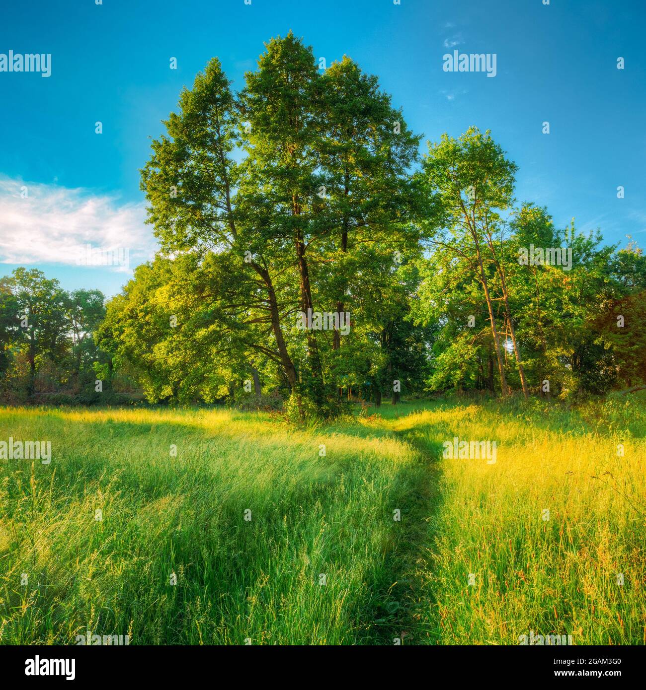 Summer Sunny Forest Trees And Green Grass. Nature Wood Sunlight ...