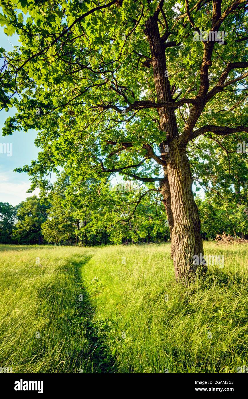 Summer Sunny Forest Trees And Green Grass. Nature Wood Sunlight ...