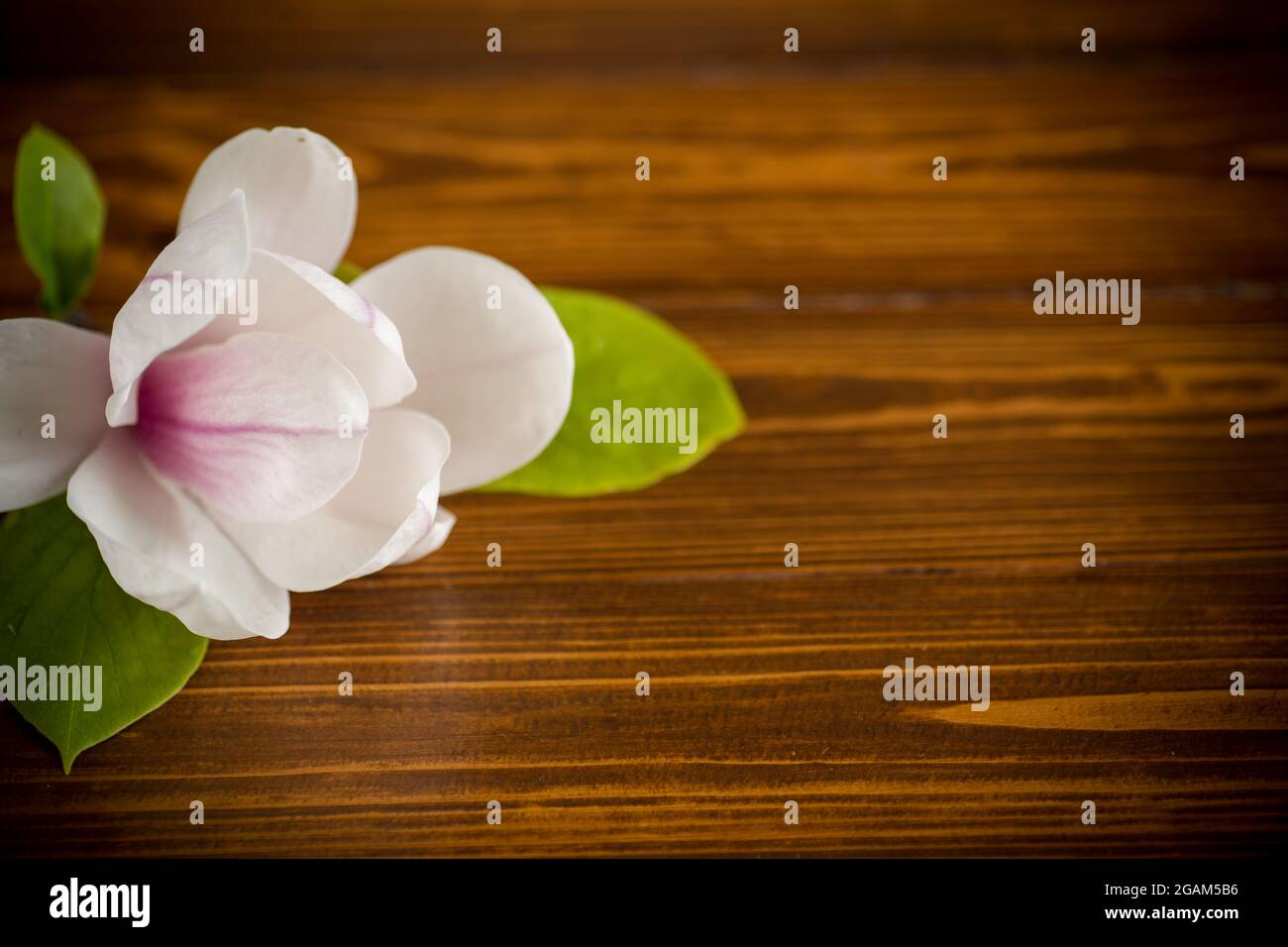 one pink flower on a branch of blooming magnolia close-up on a wooden table Stock Photo