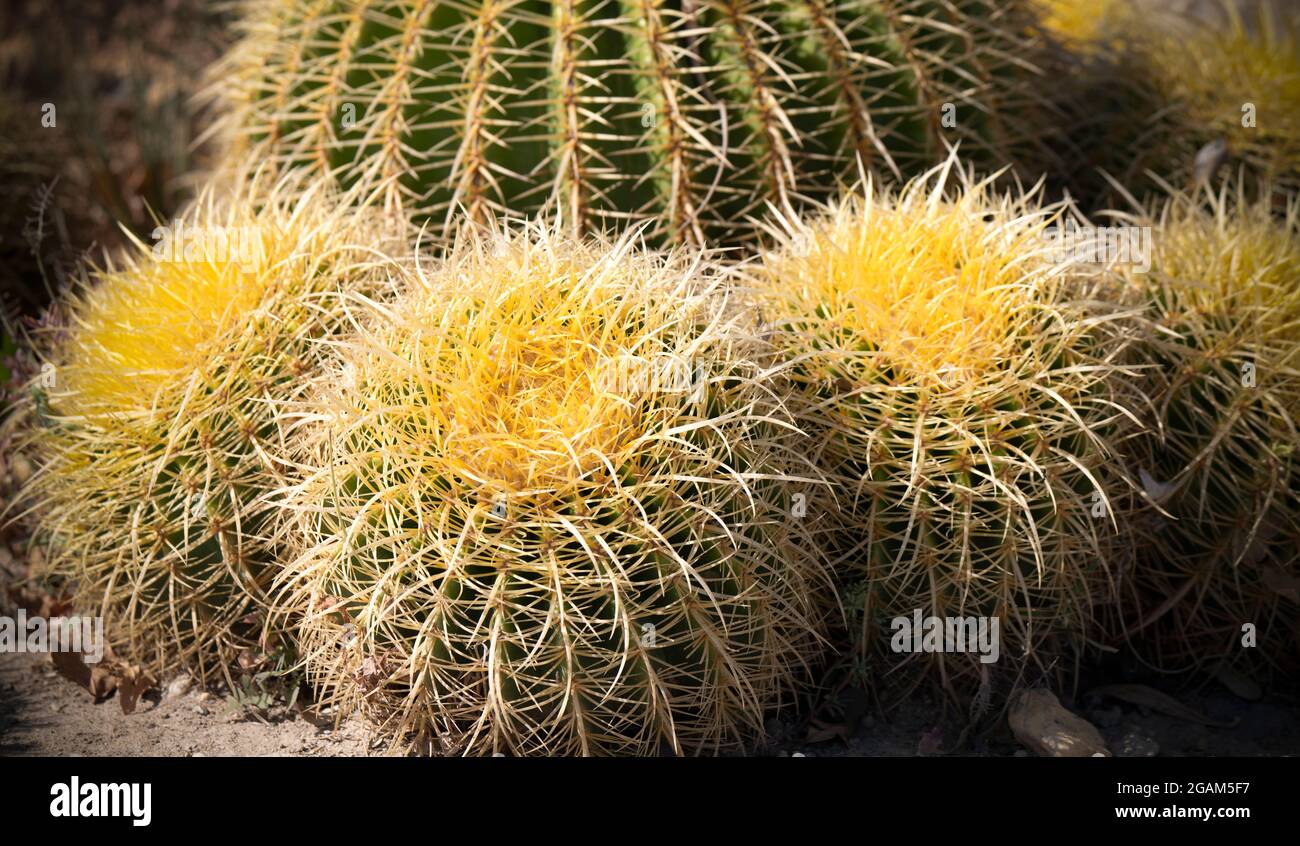 Round cactus plants hires stock photography and images Alamy