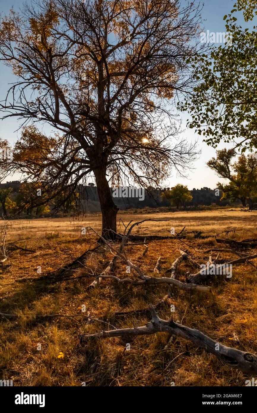 Ruple Ranch, an old homestead at Island Park along the Green River in Dinosaur National Monument, Utah, USA Stock Photo