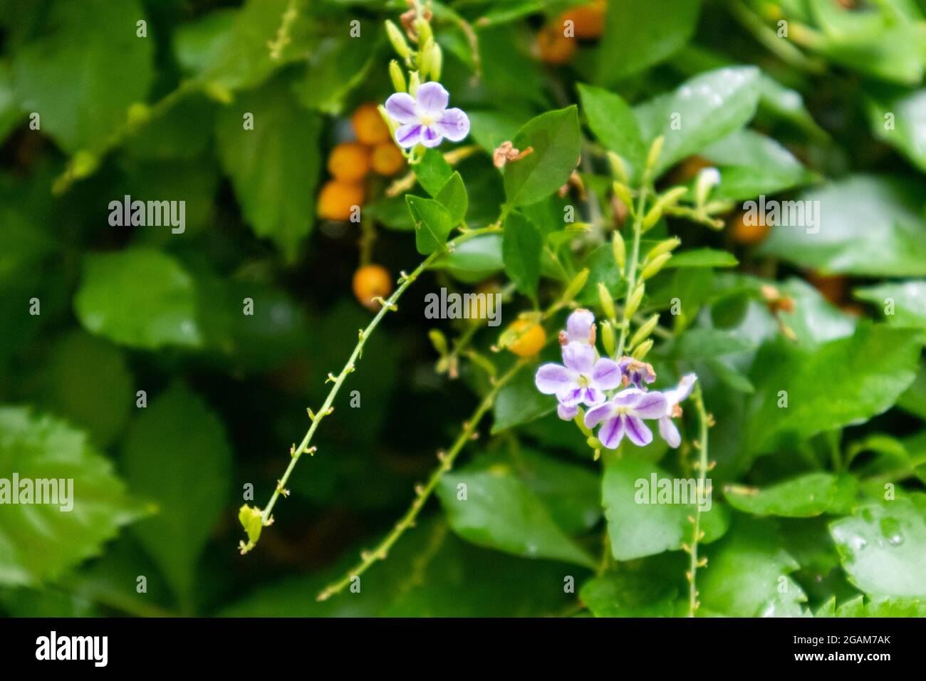 Lilac-Flowered Golden Dewdrop, Duranta. Ornamental tropical green vivid shrub close-up in Athens, Greece Stock Photo