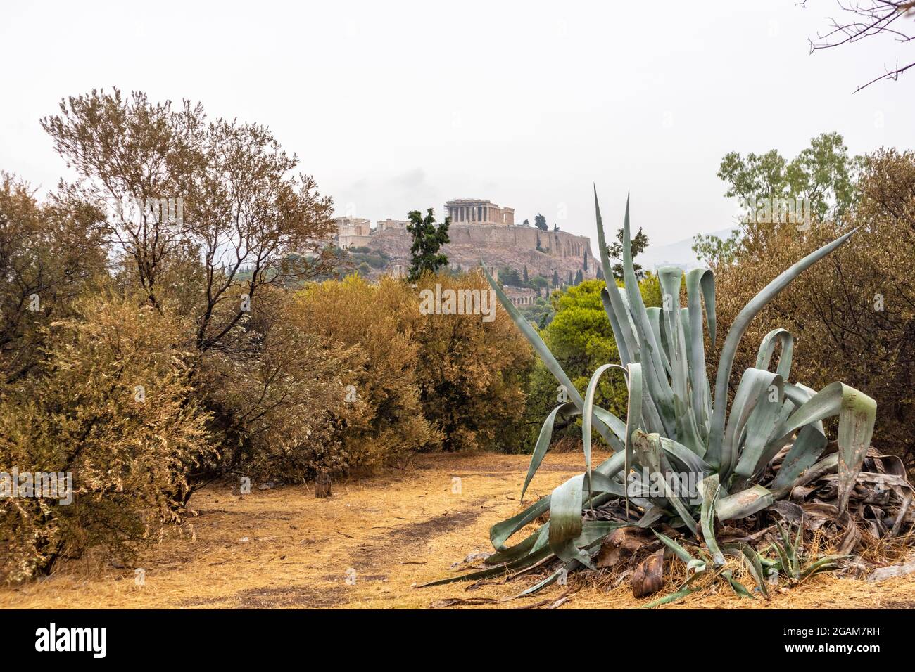 Acropolis hill view through path in dry bush with big Aloe plant. Athens ancient historical landmark in city center from Filopappou Hill on cloudy day Stock Photo