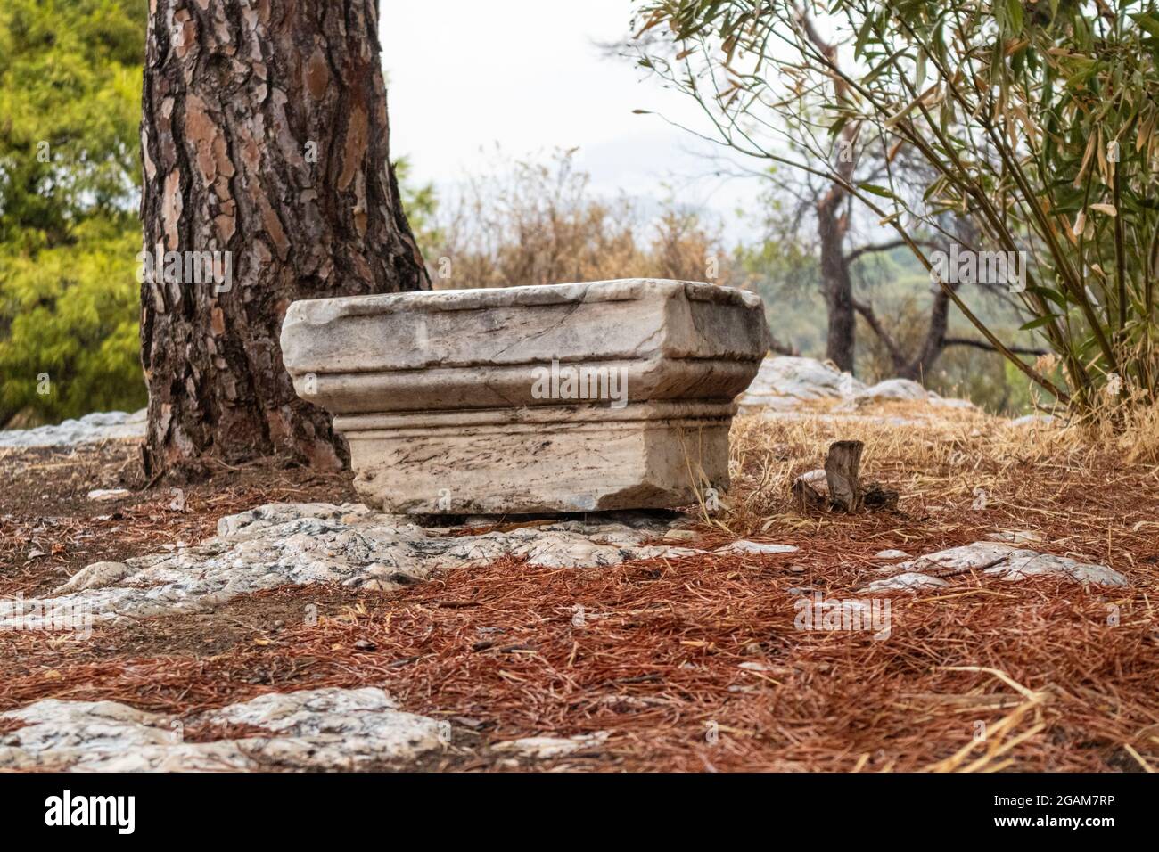 Ancient architecture capital or chapiter part of column or pillar remains next to pine tree in archeological site in Athens, Greece Stock Photo