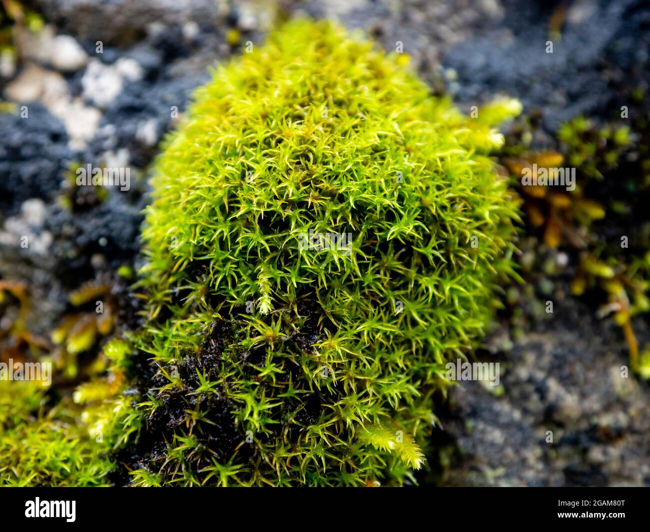 musgo de turba (esphagnum palustre), esfagnum o peat-moss Girgenzona (Sphagnum girgensohnii Russ), macro Stock Photo