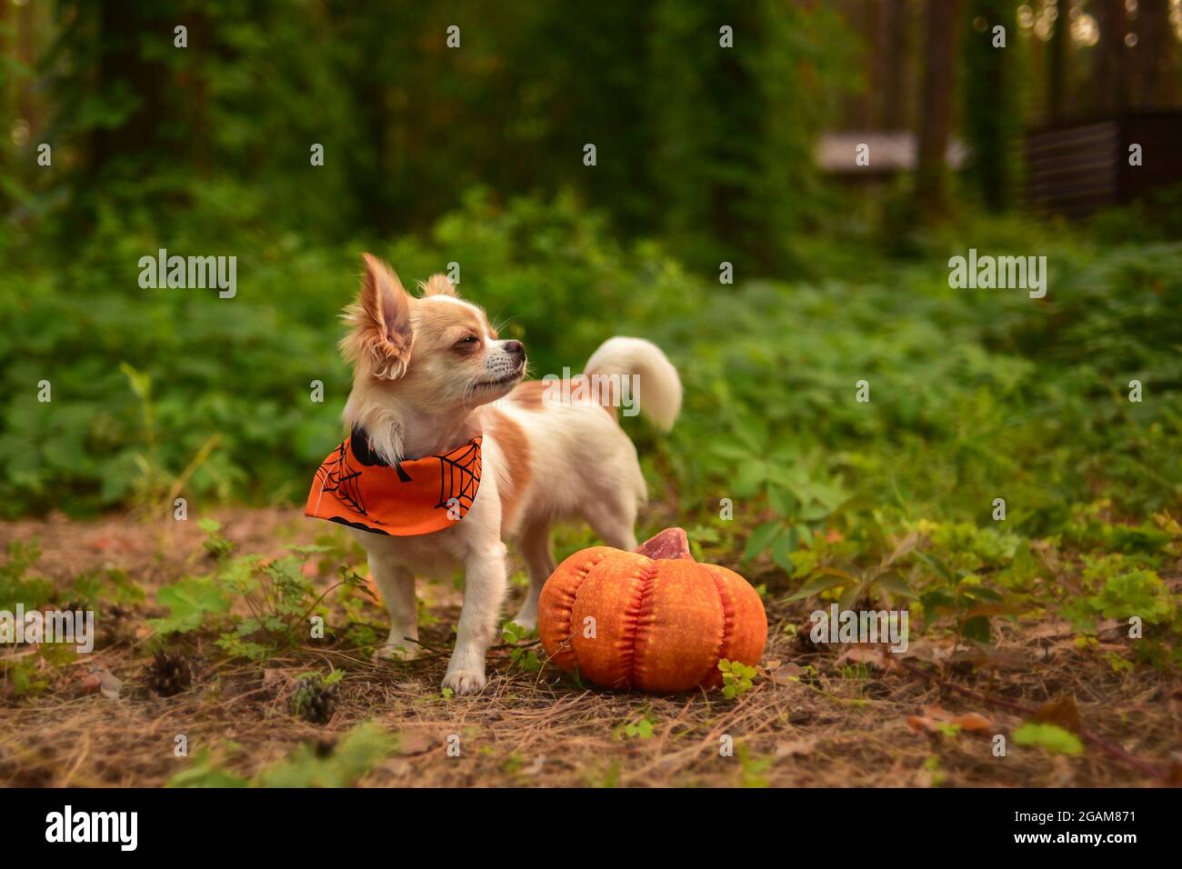 Funny little Chihuahua and pumpkin. Halloween concept Stock Photo Alamy