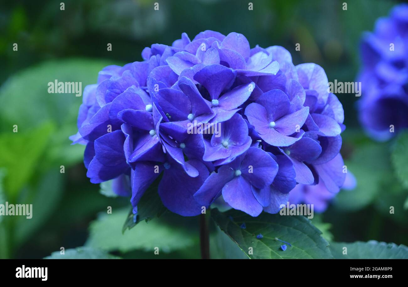 Dark blue cluster purple hi-res stock photography and images - Alamy