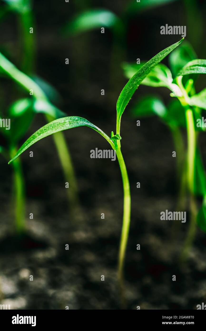Green Sprout Leaves Growing In garden Stock Photo Alamy