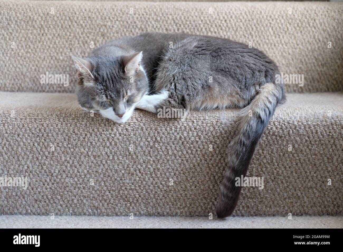 Cute grey cat sleeping on stairs Stock Photo Alamy
