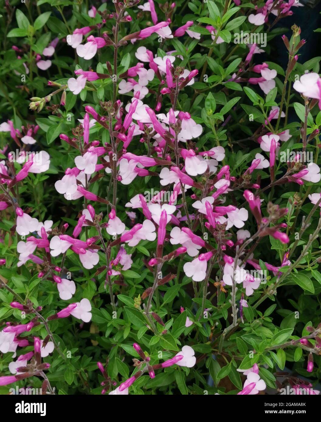 Full frame image of pretty salvia in two shades of pink Stock Photo