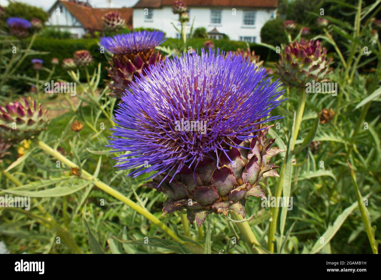 Beautiful Thistle in an  English cottage garden Stock Photo