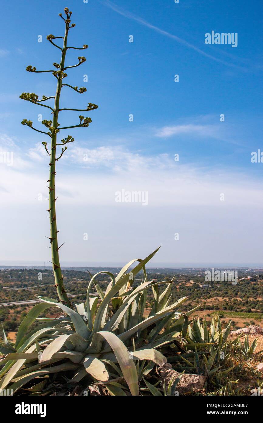 View of the typical Agave Americana cactus plant on the Algarve region  Stock Photo - Alamy