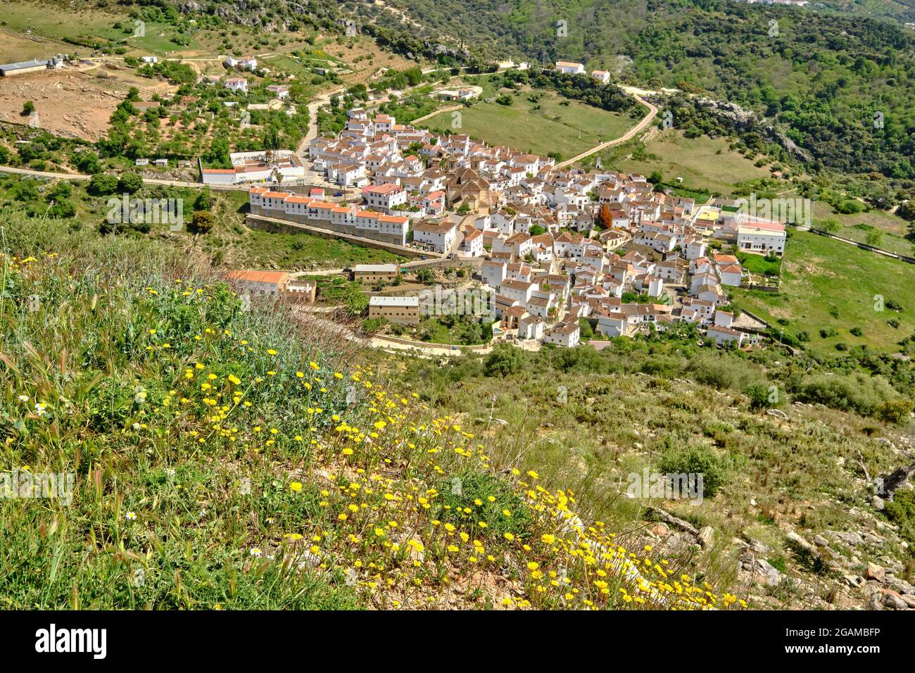 View of white village with yellow flowers in front, Alpandeire, Serrania de Ronda, Malaga province, Andalusia, Spain. Stock Photo
