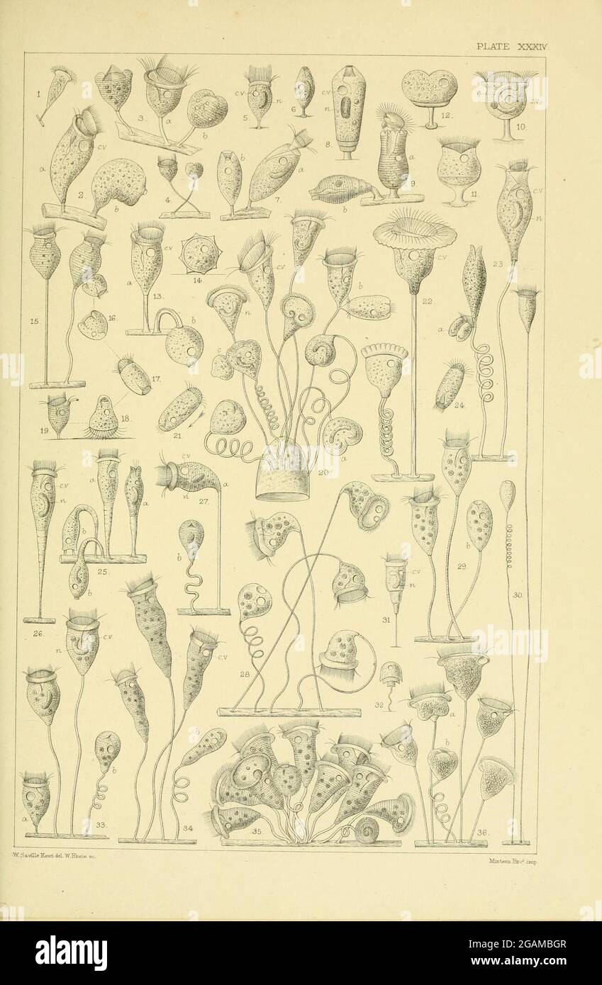 A manual of the Infusoria : London :D. Bogue,1880-1882. Stock Photo
