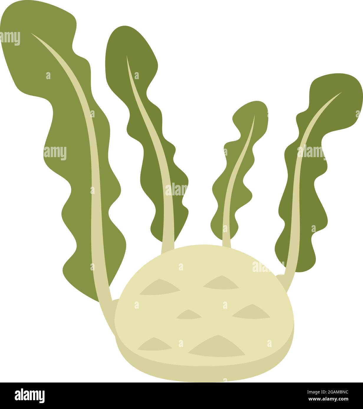 Root cabbage icon. Flat illustration of root cabbage vector icon ...