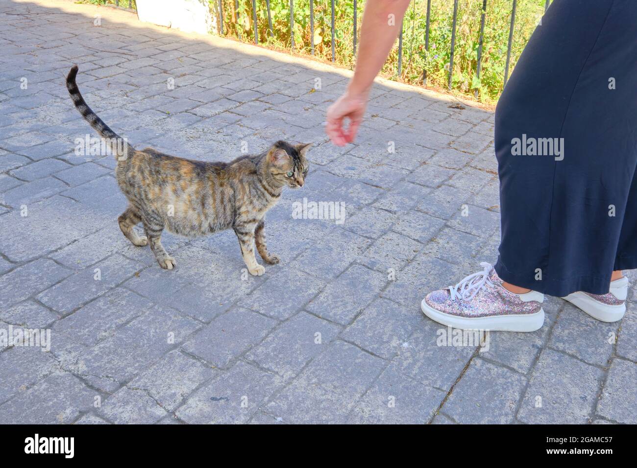 Pregnant cat hires stock photography and images Alamy