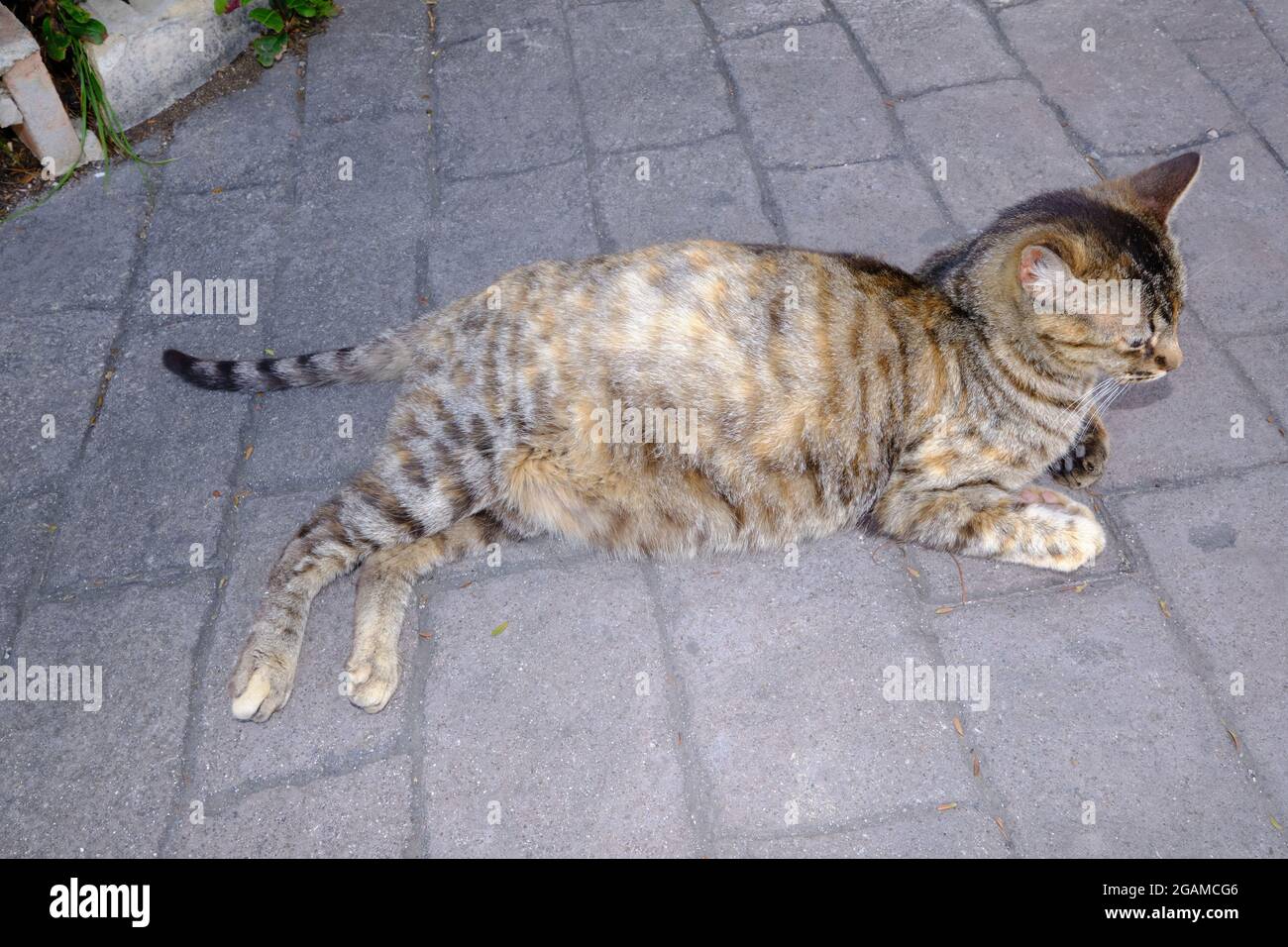 Pregnant cat resting. Cat with a big belly lying on the cement. Stock Photo