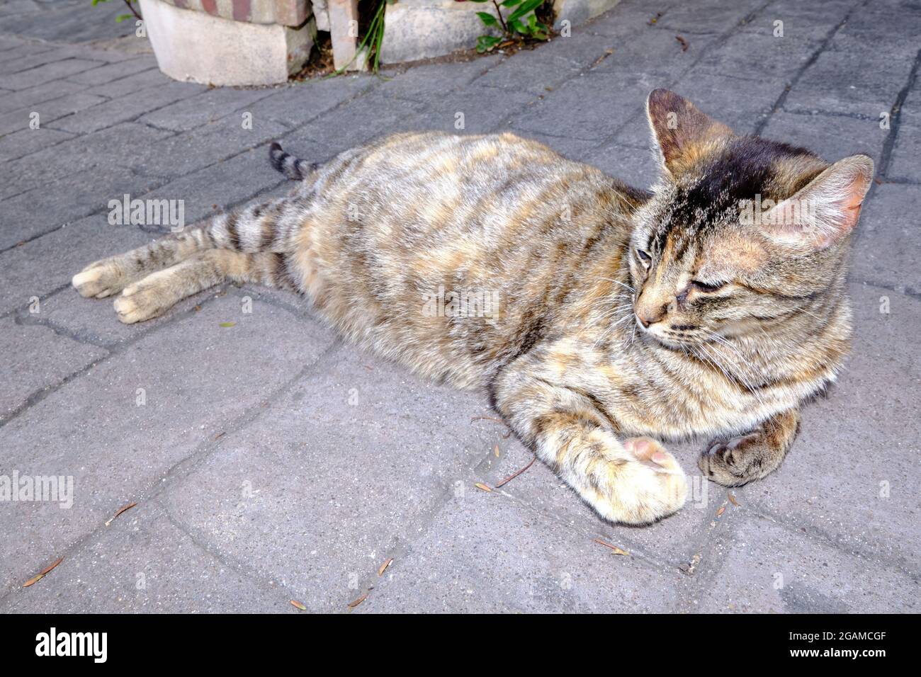 Pregnant cat resting. Cat with a big belly lying on the cement. Stock Photo