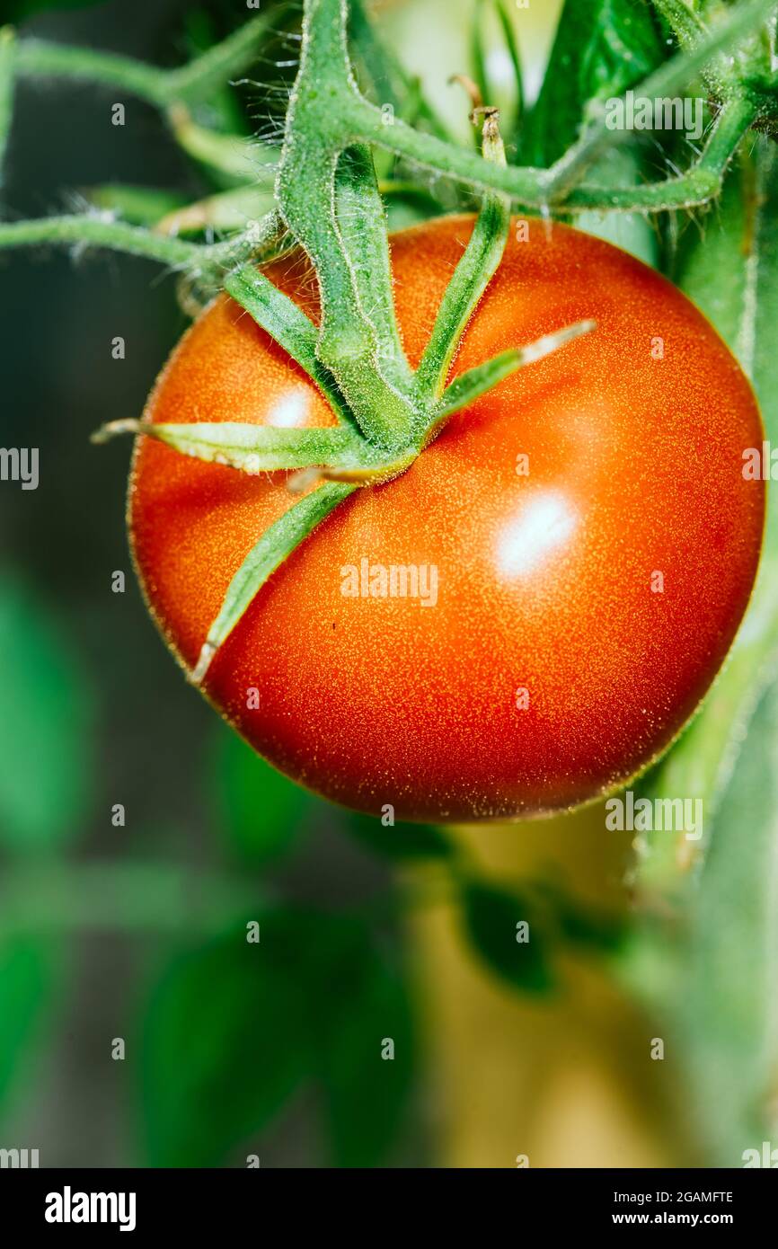 Growing Organic Tomato Closeup. Ripe Red Homegrown Tomato In Vegetable Garden Stock Photo