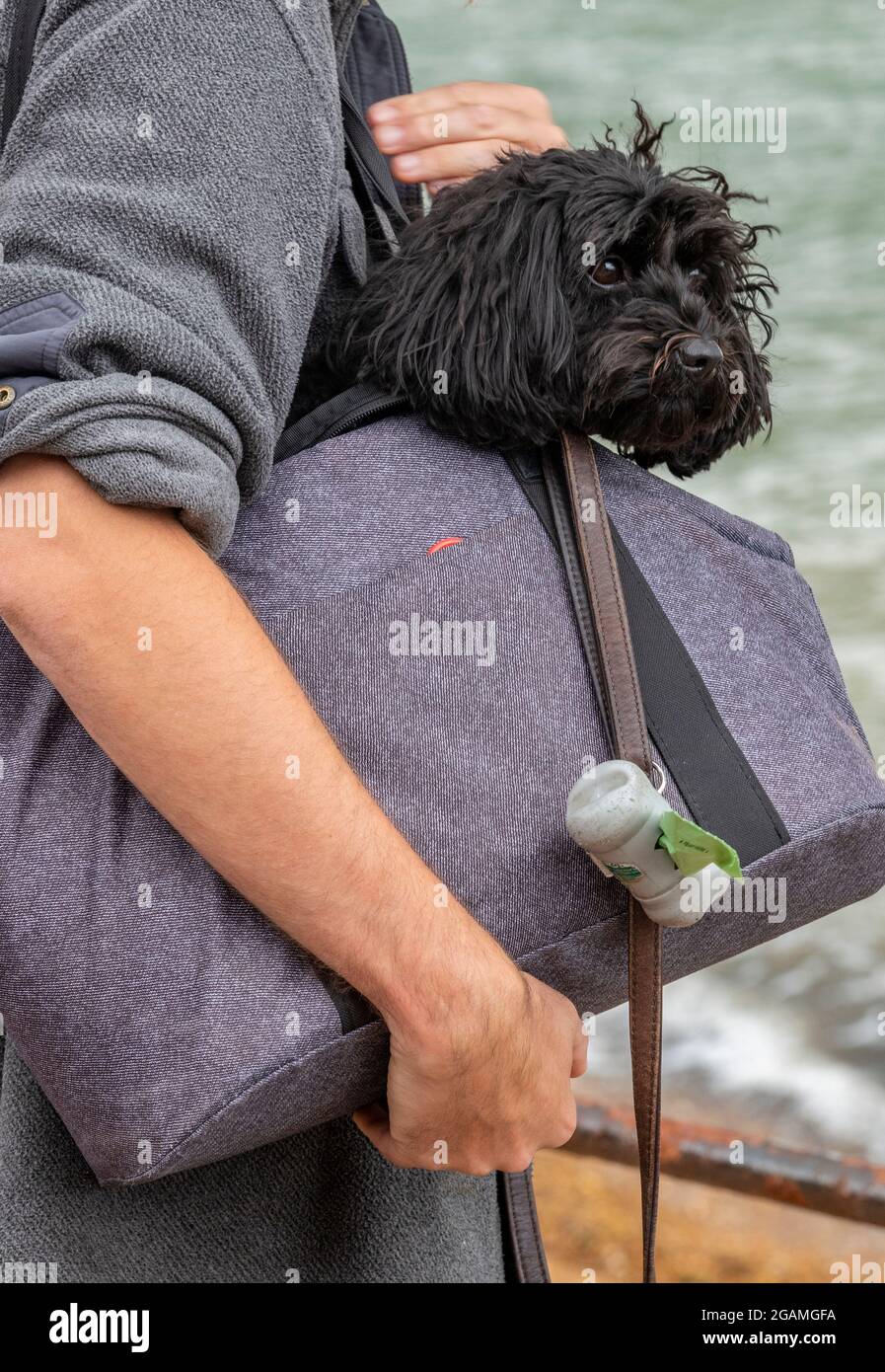Do Small Dogs Like To Be Carried