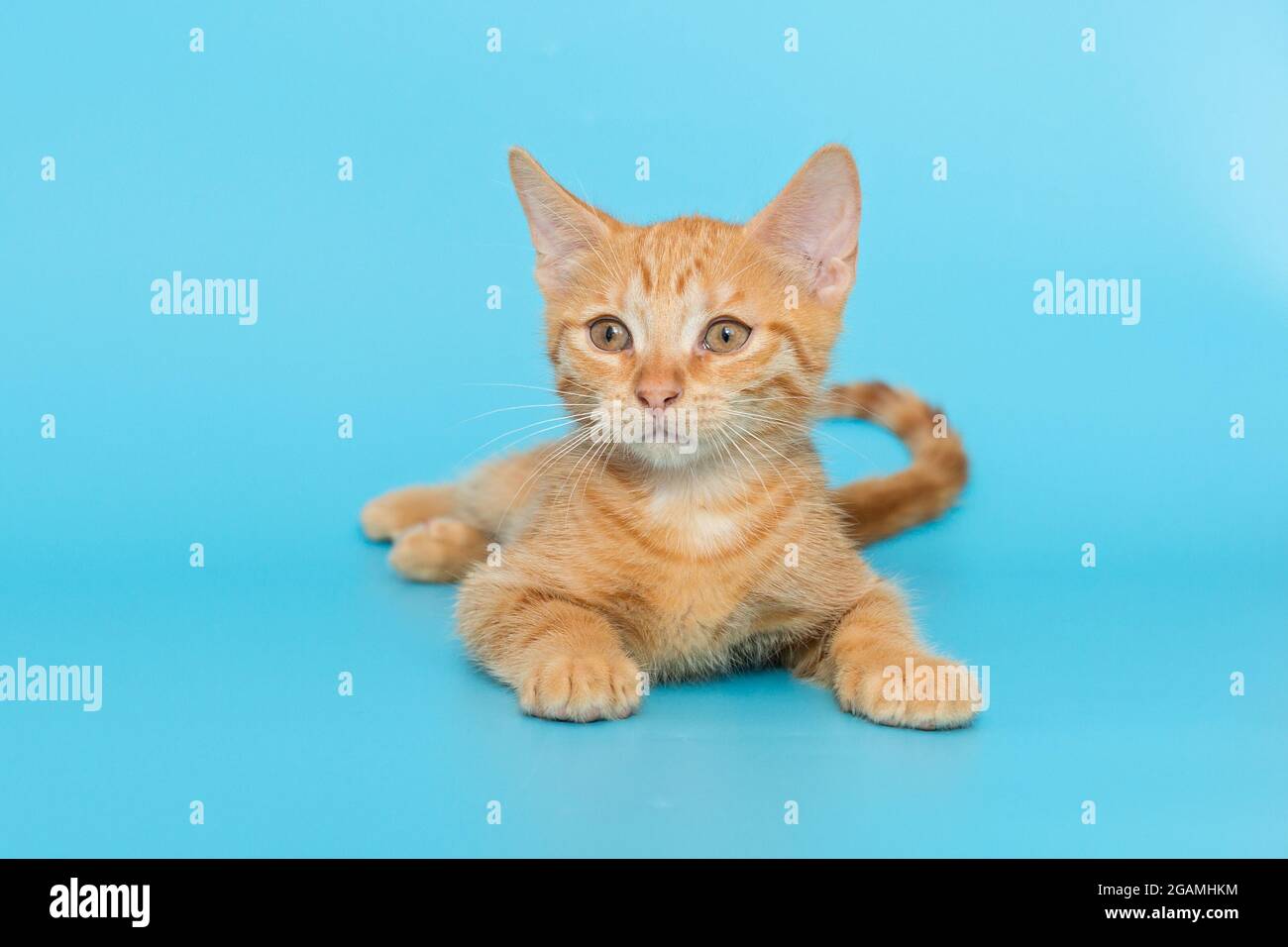 Small red kitten 3 months old, on a blue background Stock Photo