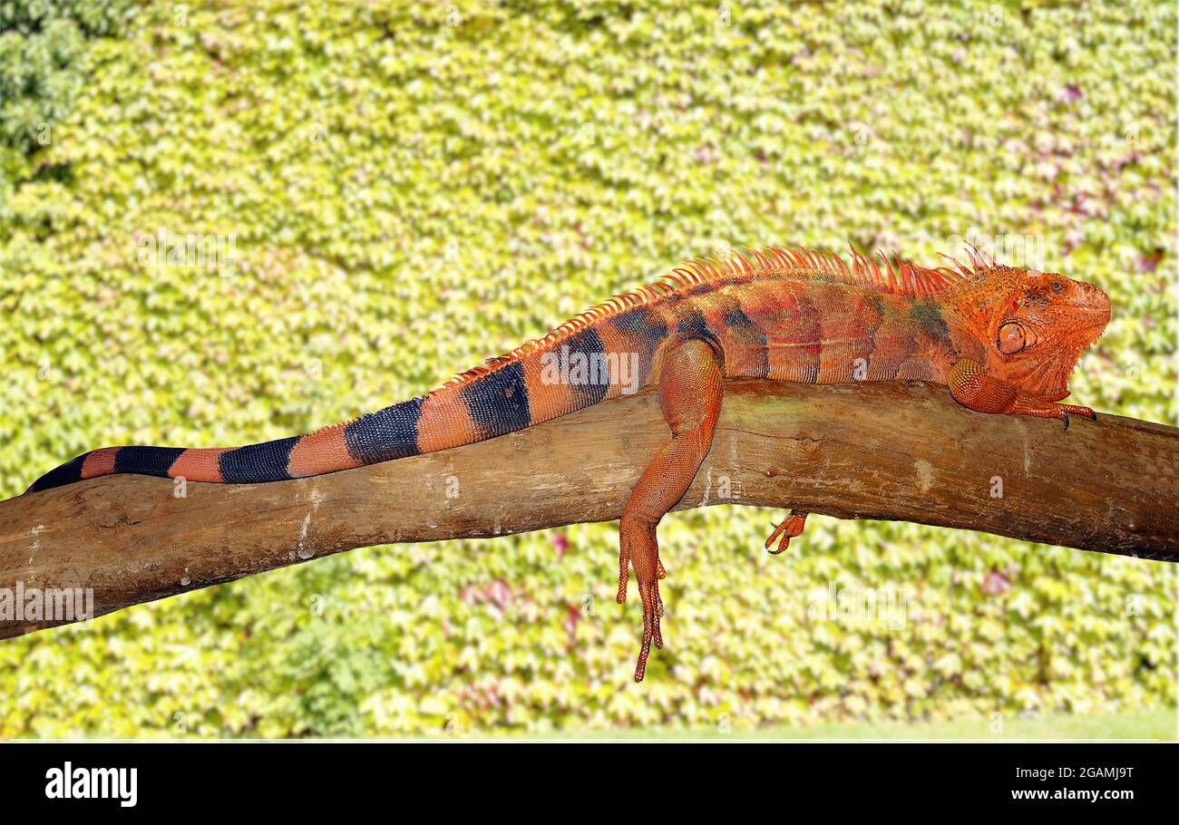 Orange and black lizard resting on a tree branch in Margarita Stock Photo