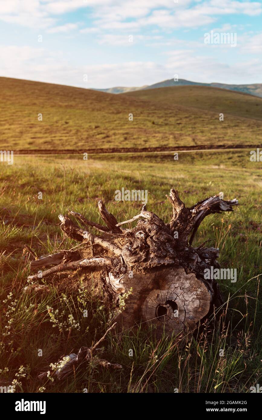 Old tree stump on Zlatibor, beautiful pasture hill landscape scenery, selective focus Stock Photo