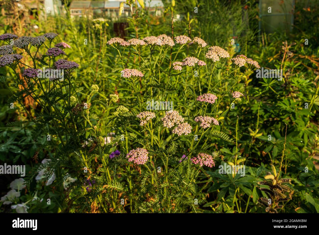 Beautiful flowers grow in the garden among the greenery. The photo was