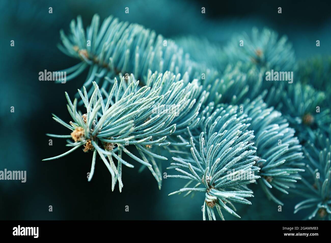 A branch of the firtree, closeup Stock Photo Alamy