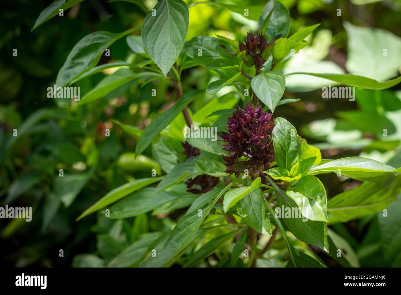 Thai basil is a type of basil native to Southeast Asia. its flavor