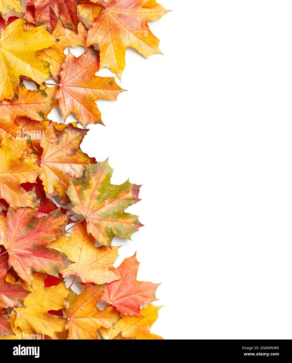 Maple leaves isolated on white background Stock Photo - Alamy