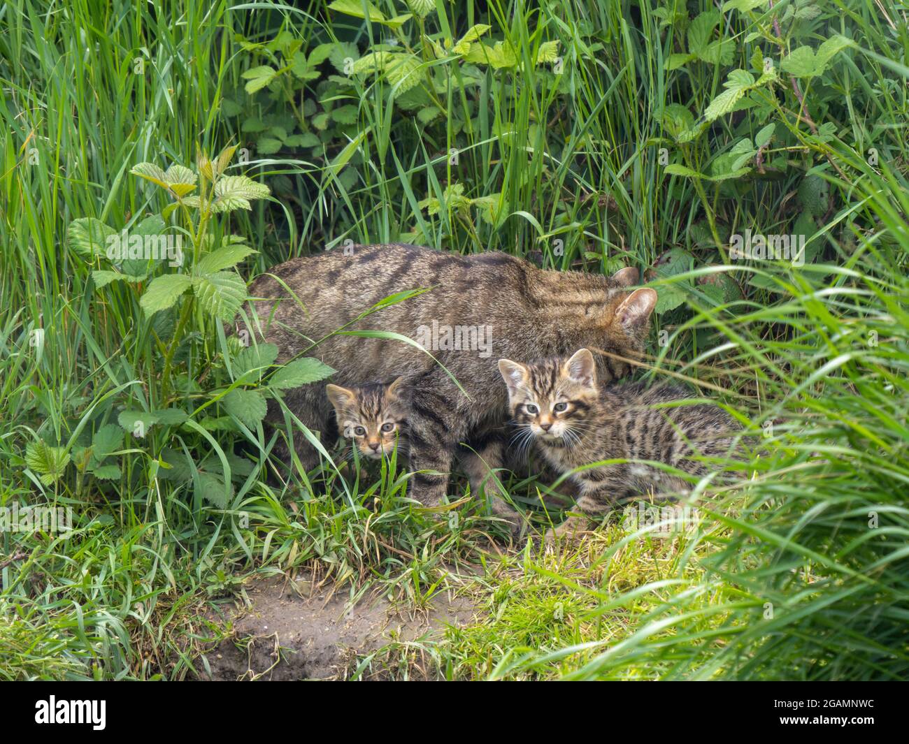 Scottish Wildcat Family Stock Photo Alamy