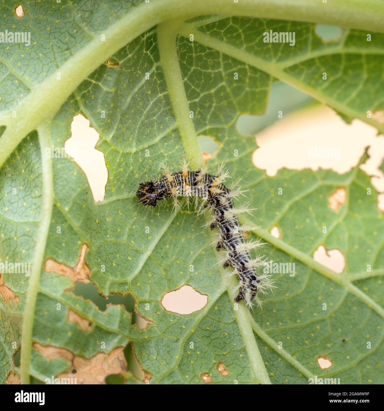 Small, young caterpillar of Comma butterfly, Polygonia c-album. Macro, UK. Stock Photo