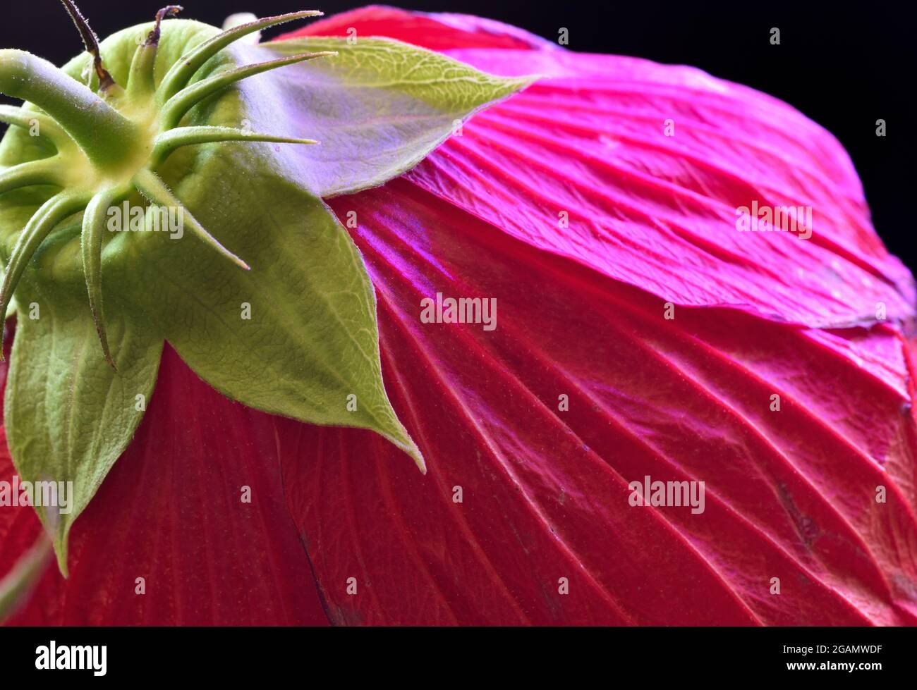 Green calyx hi-res stock photography and images - Alamy