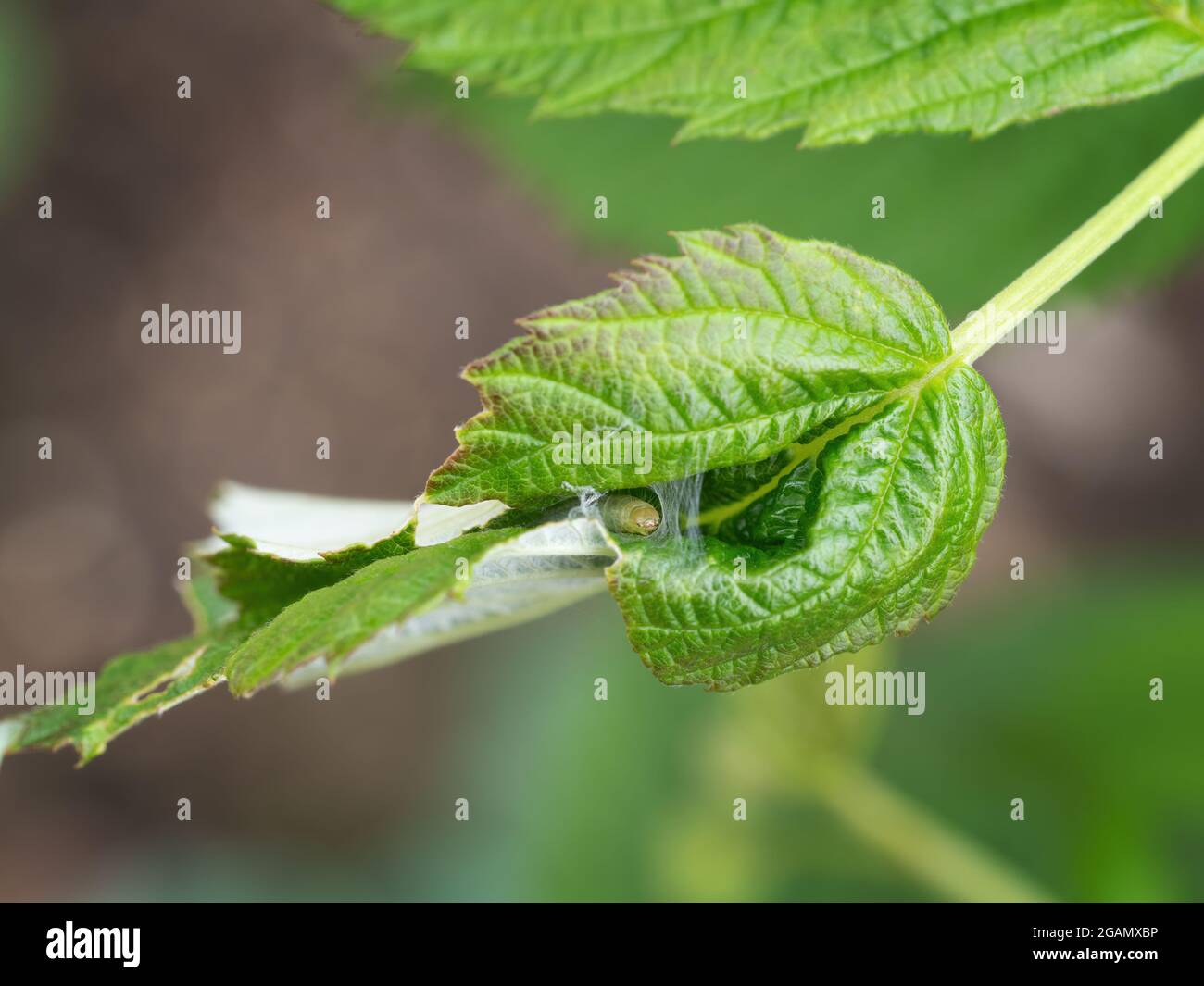Caterpillar face peeking out of my damaged raspberry plant. Tortrix moth larva, UK. Stock Photo