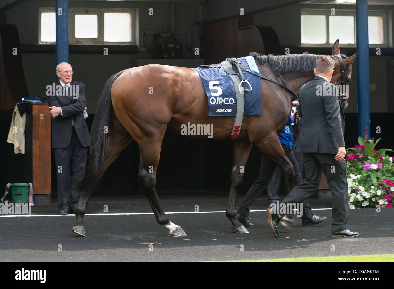 Ascot, Berkshire, UK. 24th July, 2021. Horse Adayar in the Pre Parade Ring before winning the