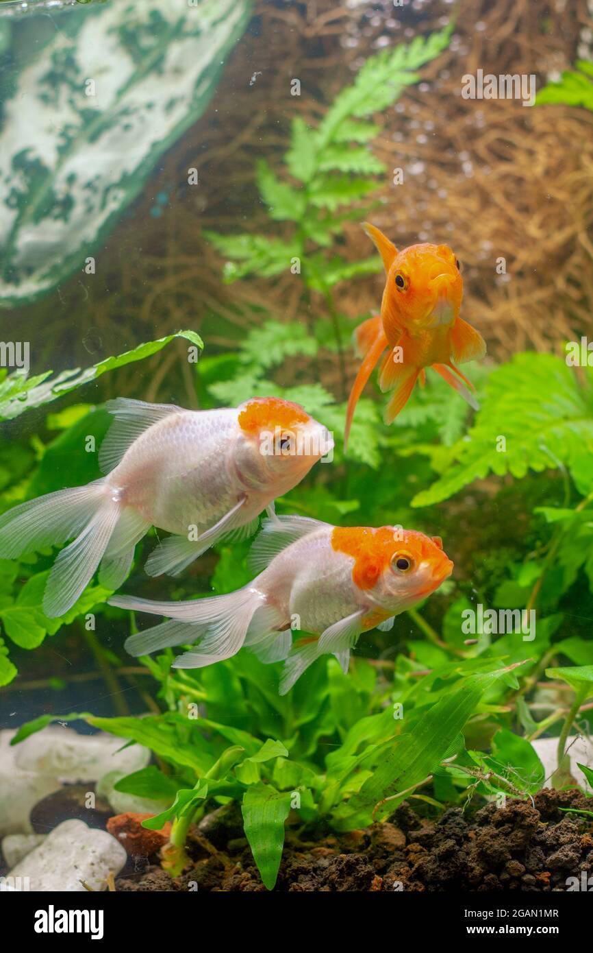 Picture of Goldfish in aquarium with green plants Stock Photo - Alamy