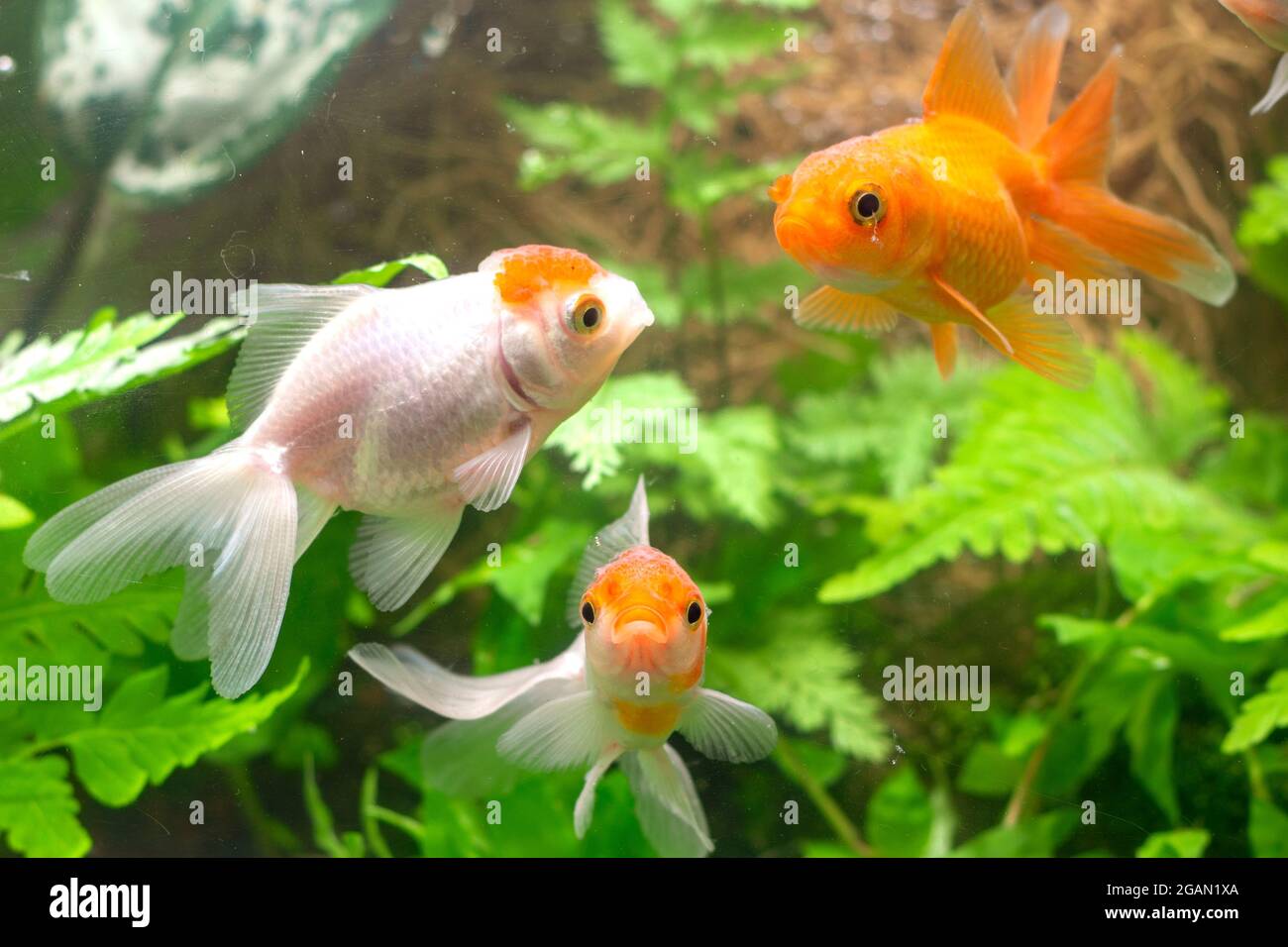 View of Goldfish in aquarium with green plants Stock Photo - Alamy