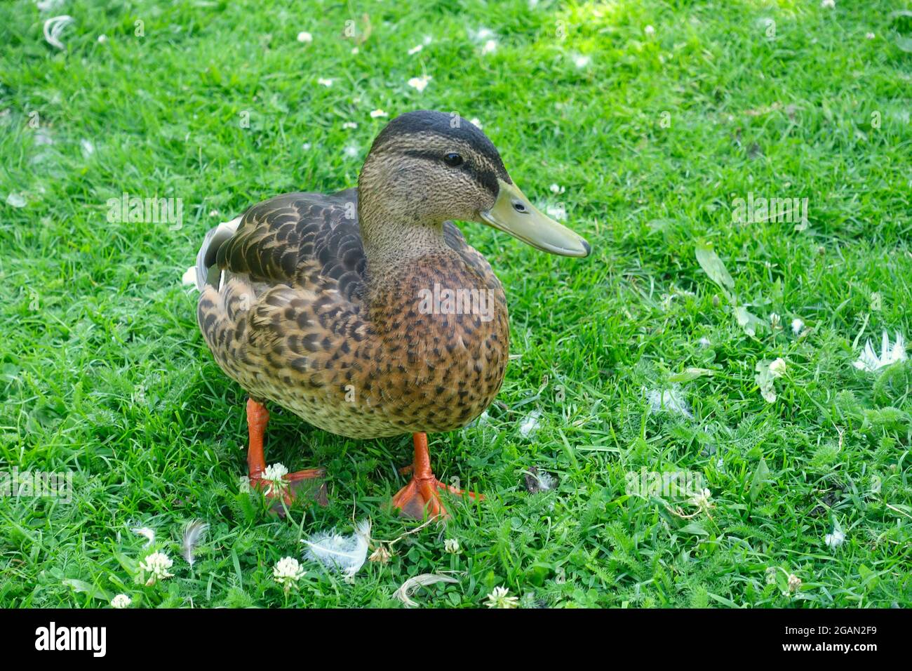 Duck in Syon Park, London, UK Stock Photo