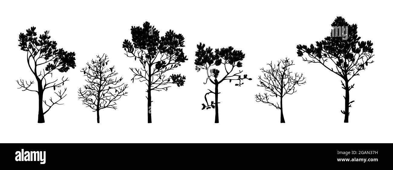 Set of tree silhouettes of different types and shapes isolated on white background. Illustration. Stock Photo